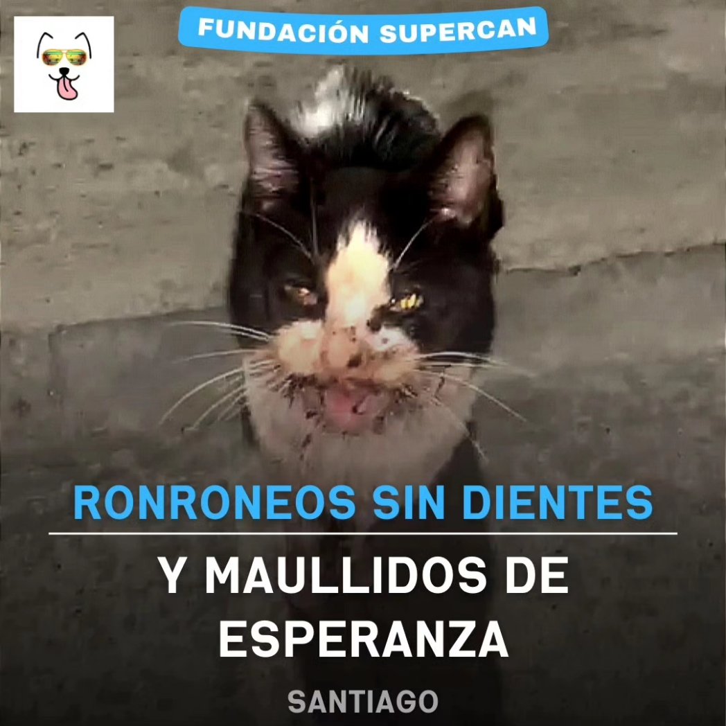 Kristian_Mella's tweet image. El gatito que lloraba todo el dia, conocido como #Vesper El gatito adulto que apareció una noche en una calle, lloraba y sus maullidos eran sonidos de dolor. Desnutrido, sucio, mal aspecto, se notaba abandonado, olvidado hace días por quien en algún momento fue su familia. No