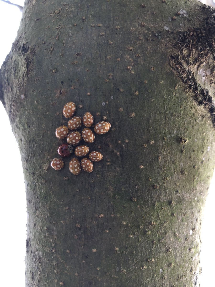 I did my monthly count of wintering ladybirds in @MargravineCem yesterday and got 1329 Orange Ladybirds (300 more than last month). 71 Harlequins was also more than last month but it was still just the one 16-spot! 
#LondonWildlife