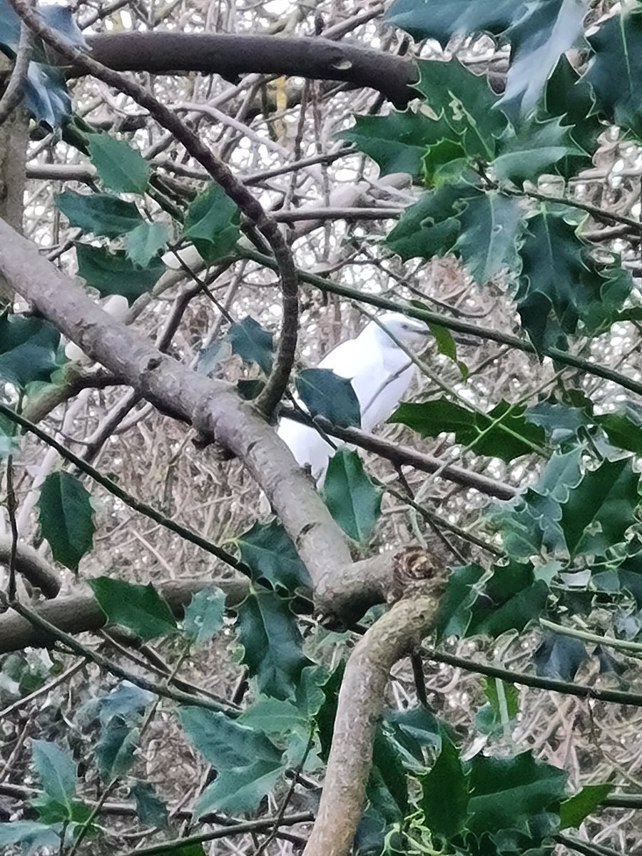 Curtis Wright tweet media