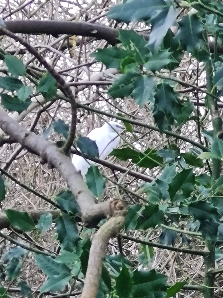 Curtis Wright tweet media