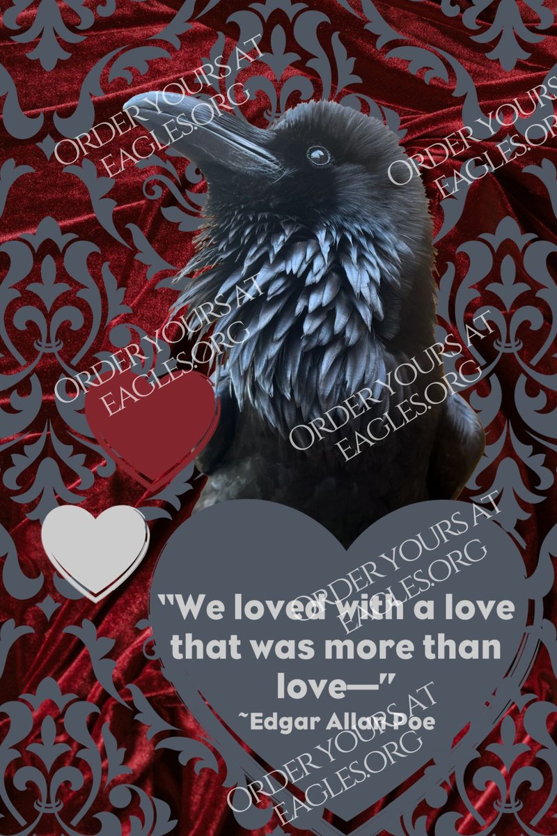 Soon this years Talon-tines will be "NEVERMORE!" Our instagram celebrity, Poe, is once again featured on our Talon-tines. This year we are offering 2 different packs of 6 cards at $12 each. These "punny" cards can be purchased at eagles.org/talon-tines/