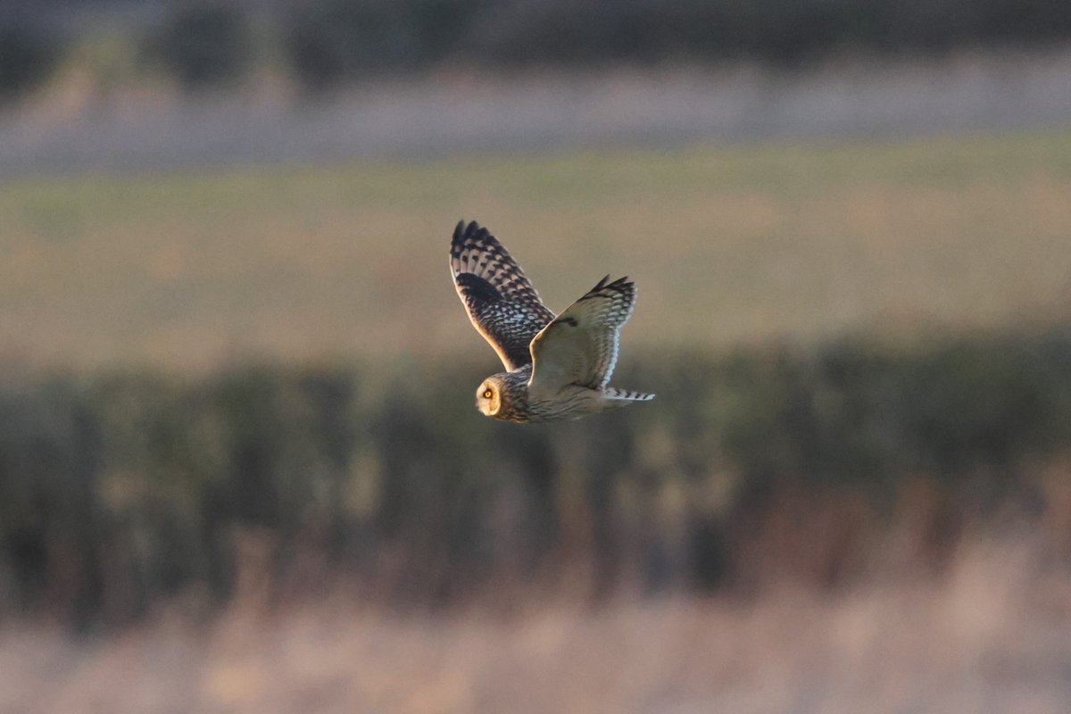bcbeancounter's tweet image. Lovely end tot he day with local Shorties #northantsbirds #SEO #rspb