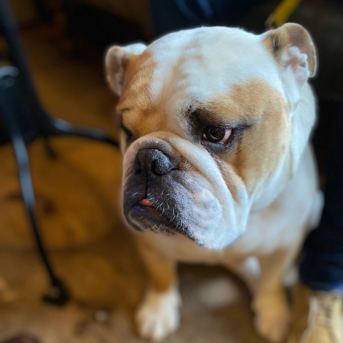 It must be #Saturday as there is a very long wait for #Snacks apparently, I’ll have to see if I can upgrade my water to a beer 🍺 instead 🐶🐾❤️ Barney #BarneyTheBulldog #DogsOfTwitter #DogsOfX #DogsOfIG #DogsOfFacebook #Bulldog #EnglishBulldog #Weekend #Pub