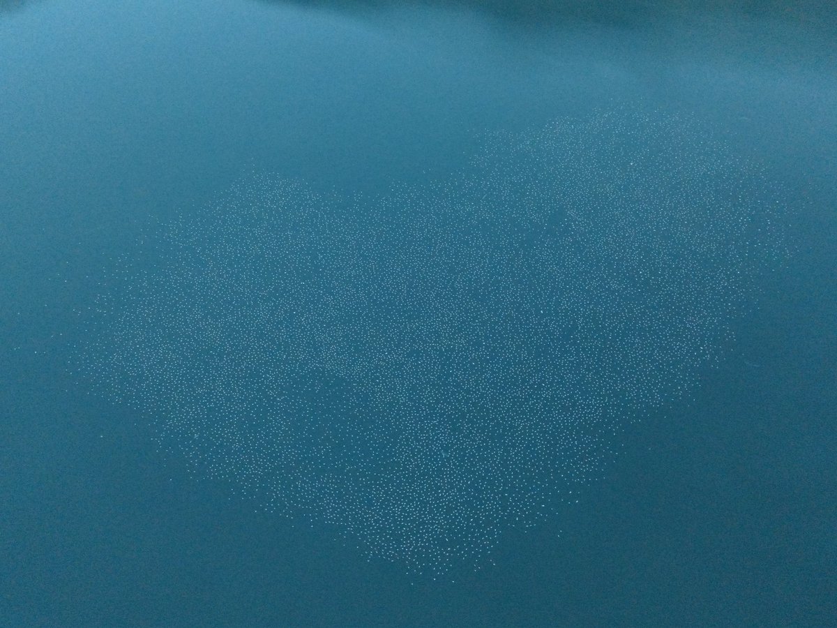 NGoulem's tweet image. 15242 roosting gulls (mainly black-headed with common, herring and caspian) forming a cute little heart at the CCB quarry (Tournai) on Saturday evening. Just before a Eurasian eagle-owl started singing openly from the top of a poplar. Quite an atmosphere!