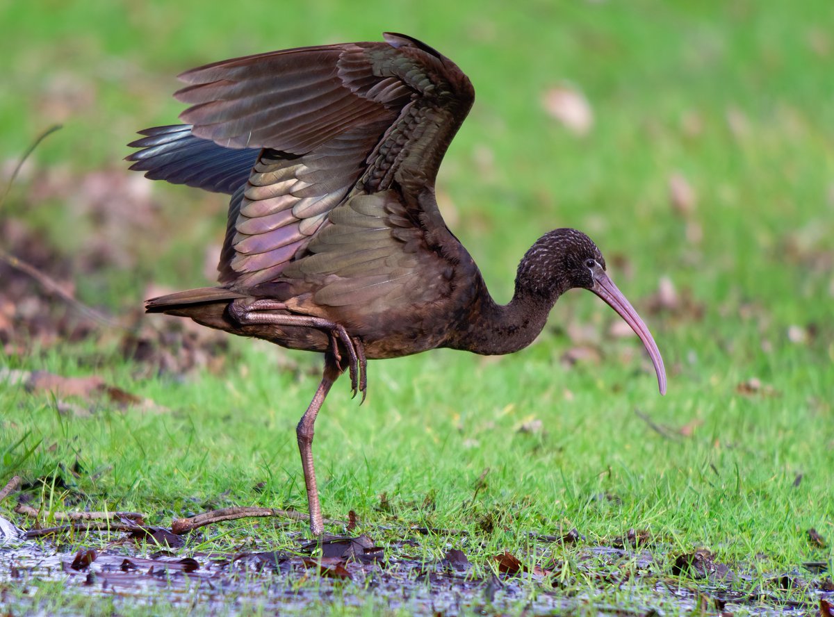 The Glossy Ibis in Scunthorpe having a little wing stretch after a busy feeding session on earthworms, #digiscoping @Lincsbirding