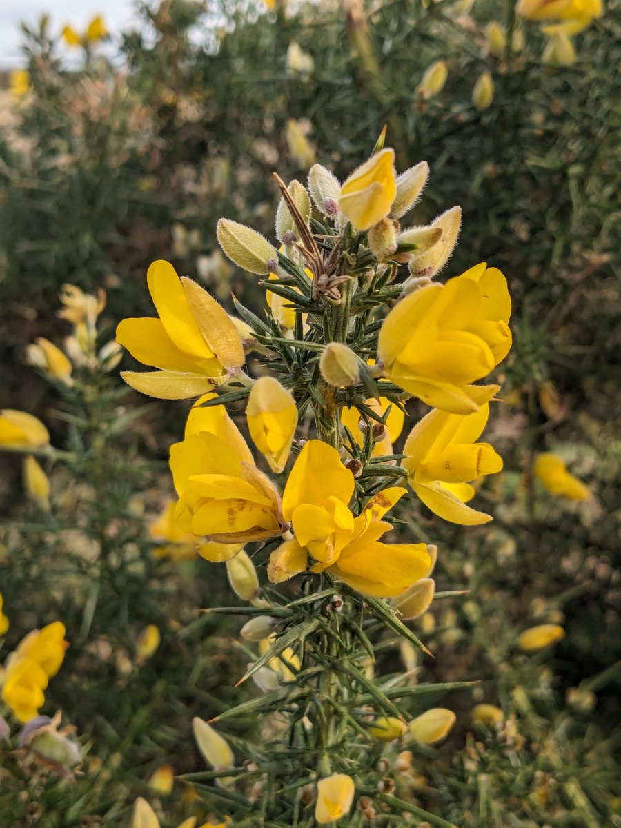 Gorse flowering in Cheshire.
#WildflowerHour