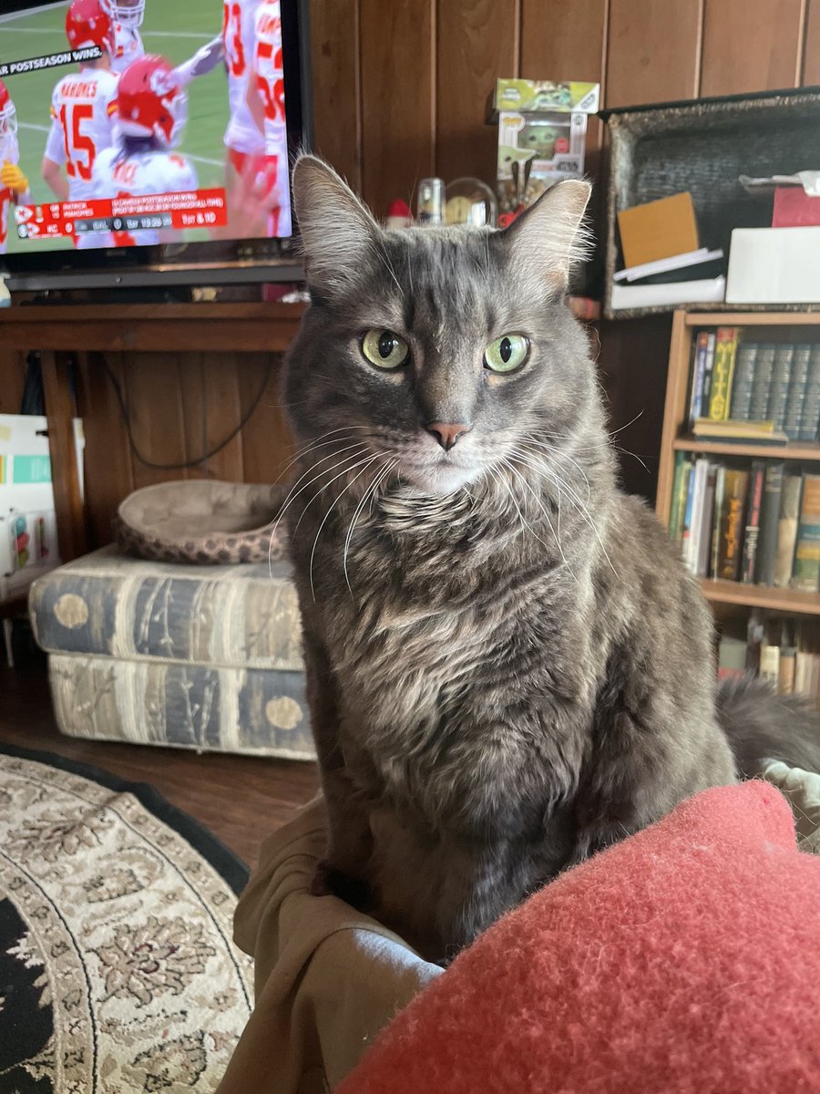 BBGsWorld's tweet photo. Dad watching Football instead of me 😼😾
#sundaynfl #sunday #watchingfootball #bbg #bbgsworld #cat #catsofX https://t.co/j75CWy7qJC