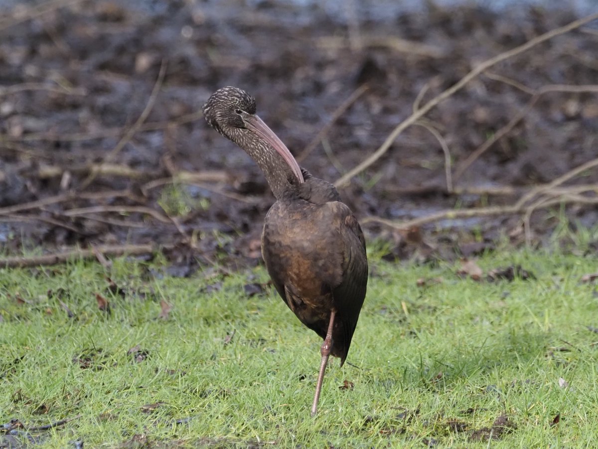 iamthatfool's tweet photo. Glossy Ibis showing very well in Scunthorpe today https://t.co/9XfzX1S7RE