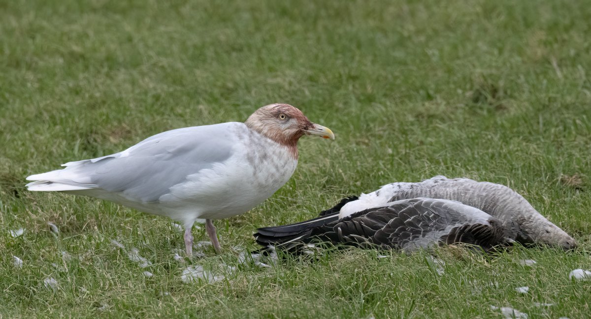 More Glaucous Gull gore at Virkie - this is the third individual I've seen in the past ten days, tidying up the Greylag corpses that litter the fields after the recent cold snap. @NatureInShet