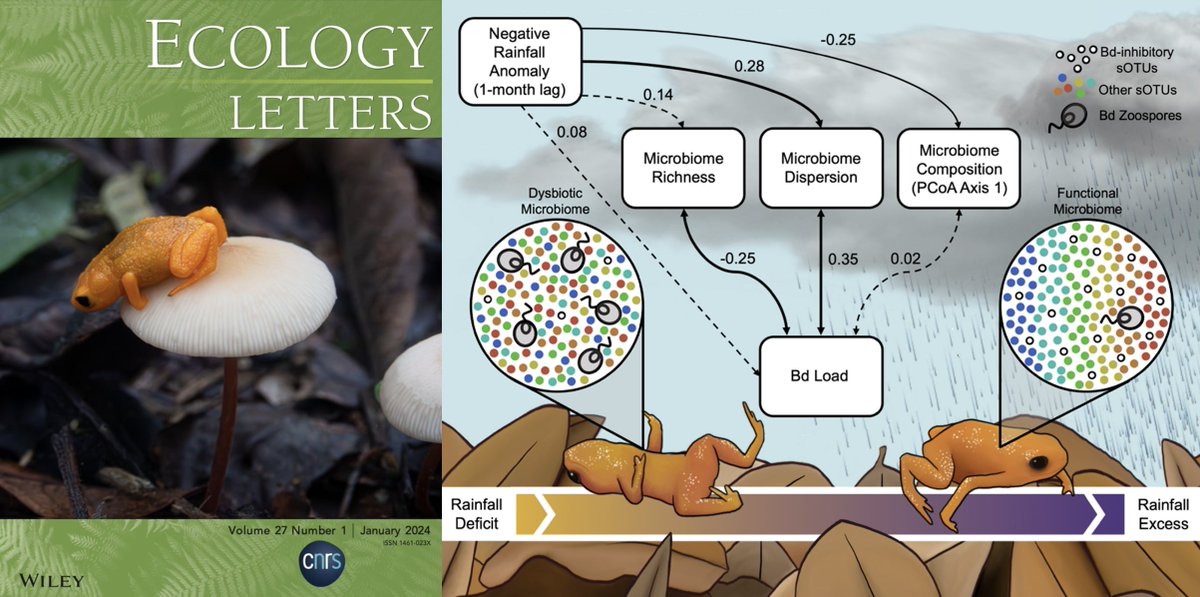 🌍Continental-scale shifts in rainfall patterns due to land use could indeed lead to microbiome-scale dysbiosis and disease in endemic tropical amphibians in natural forests. Kudos to @shannonbuttimer and Diego @LaHNAB_UNICAMP for leading! doi.org/10.1111/ele.14…, @PennStateBio