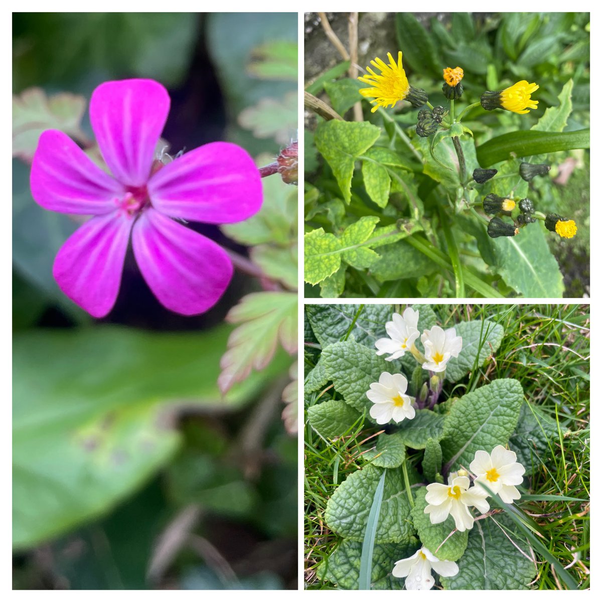 Visiting Cornwall & enjoying looking for wildflowers. Found Gorse, Comfrey, Common Field Speedwell, Winter Heliotrope, Alexander’s, Groundsel, Sweet Violet, Daisy and Dandelion around Crantock & then Herb Robert, Smooth Sowthistle & Primrose in St Ives #wildflowerhour