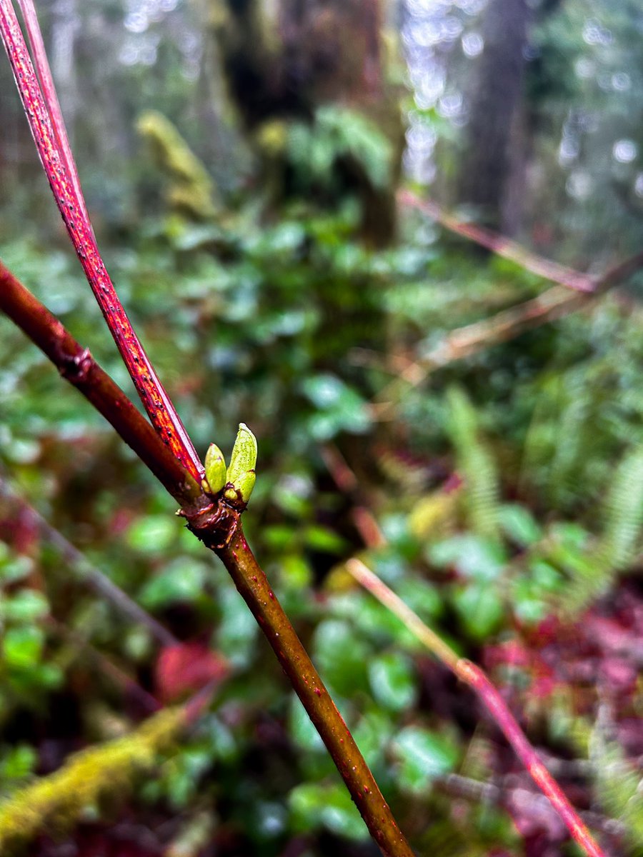 To the Thawing Wind
By Robert Frost 
Come with rain, O loud Southwester!
Bring the singer, bring the nester;
Give the buried flower a dream;
Make the settled snowbank steam;