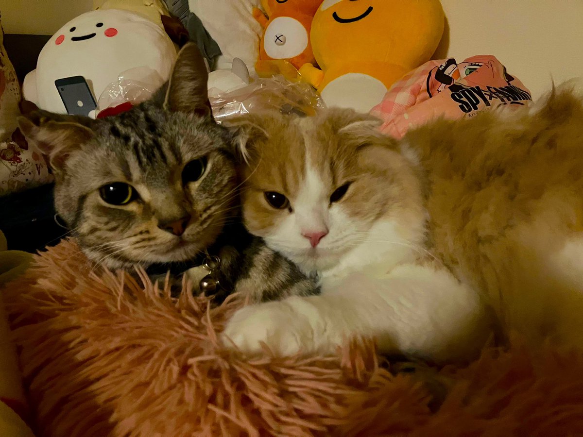 Sakura_Noelle's tweet photo. あ…ありがとうございます🥹

 #猫
 #猫のいる暮らし
 #アメショ
 #スコティッシュフォールド https://t.co/RJdOcoPCnQ