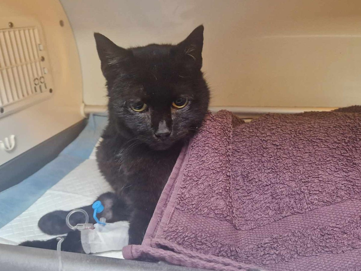 ‼️‼️TINA potrzebuje pomocy 🙏

Wątroba Tiny nadal nie jest zdrowa. Lekarze podejrzewają nawet guzy.

ratujemyzwierzaki.pl/tinaa-felineus

5 dni do końca zbiórki ‼️