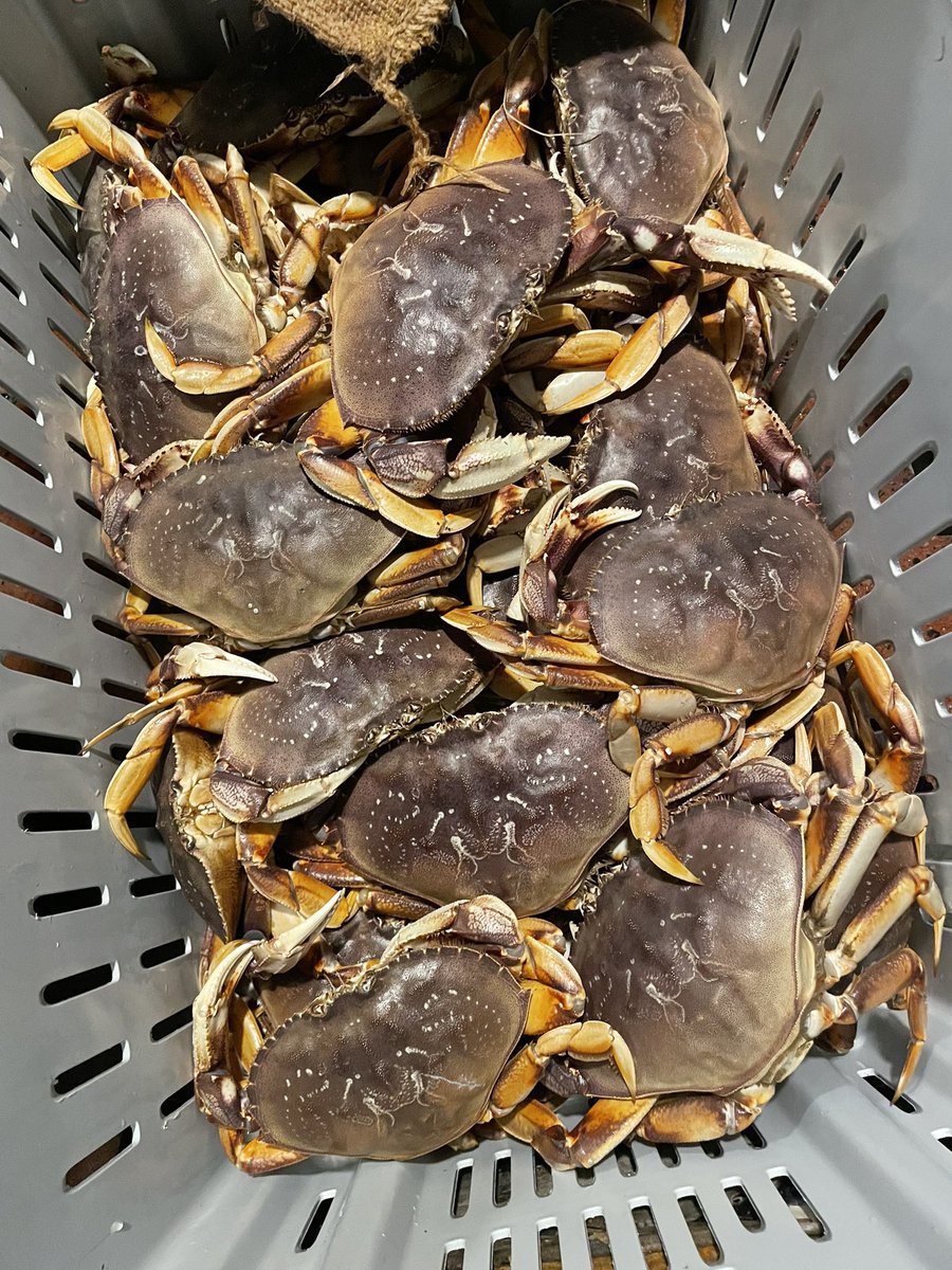 Fresh Dungeness Crabs just arrived this AM! Get ‘em before they’re gone…steamed with butter, chilled with cocktail or our fave, ROASTED!