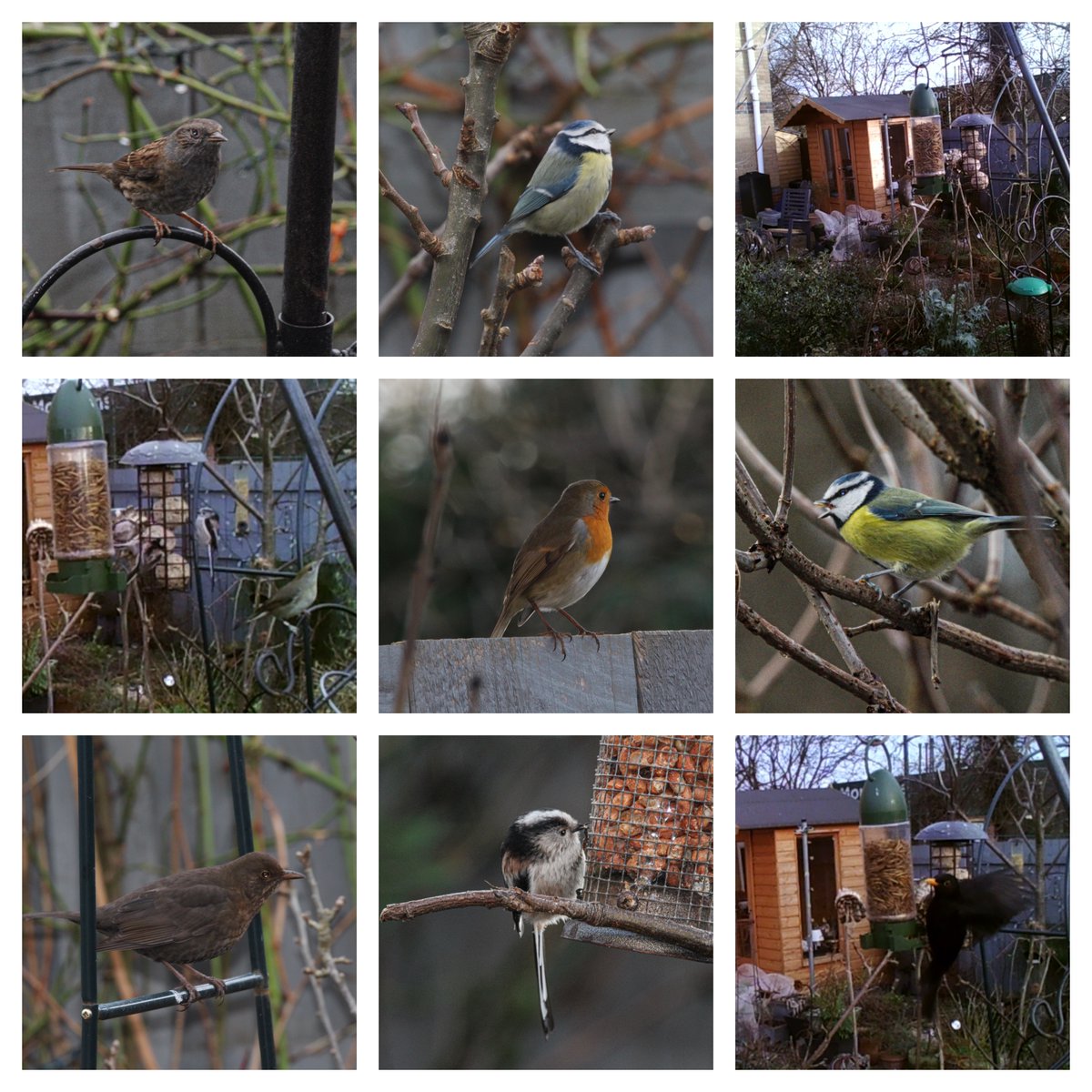 I spent a happy hour doing my #BigGardenBirdWatch this afternoon counting 6 blue, 2 coal, 2 great & 10 long tailed tits, 1 wren, 2 robins, 1 blackcap, 4 dunnocks. 2 magpies, 3 herring gulls, 2 blackbirds, 2 goldfinches, 3 siskins, 2 wood pigeons & 1 collared dove @Natures_Voice