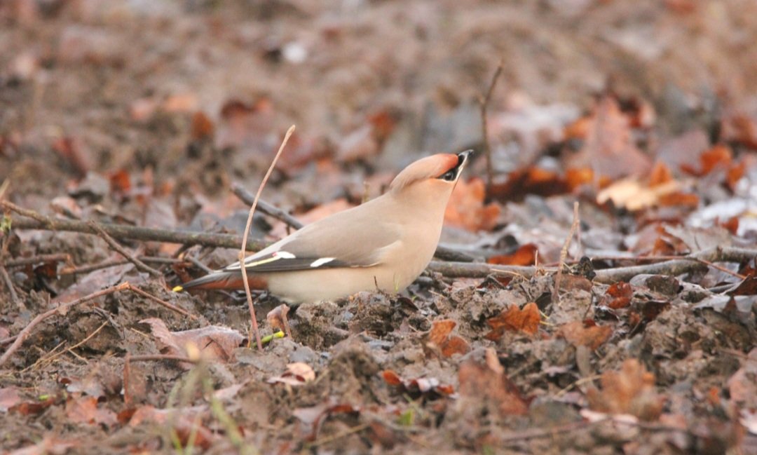 westldnbirder tweet picture