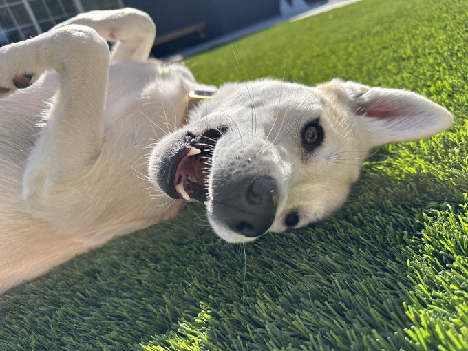 Let&rsquo;s see your doggies 😁 Comment your cutest and silliest pics of them ❤️ https://t.co/Z14WrXWgQx