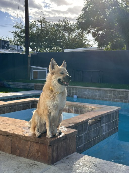 Let&rsquo;s see your doggies 😁 Comment your cutest and silliest pics of them ❤️ https://t.co/Z14WrXWgQx