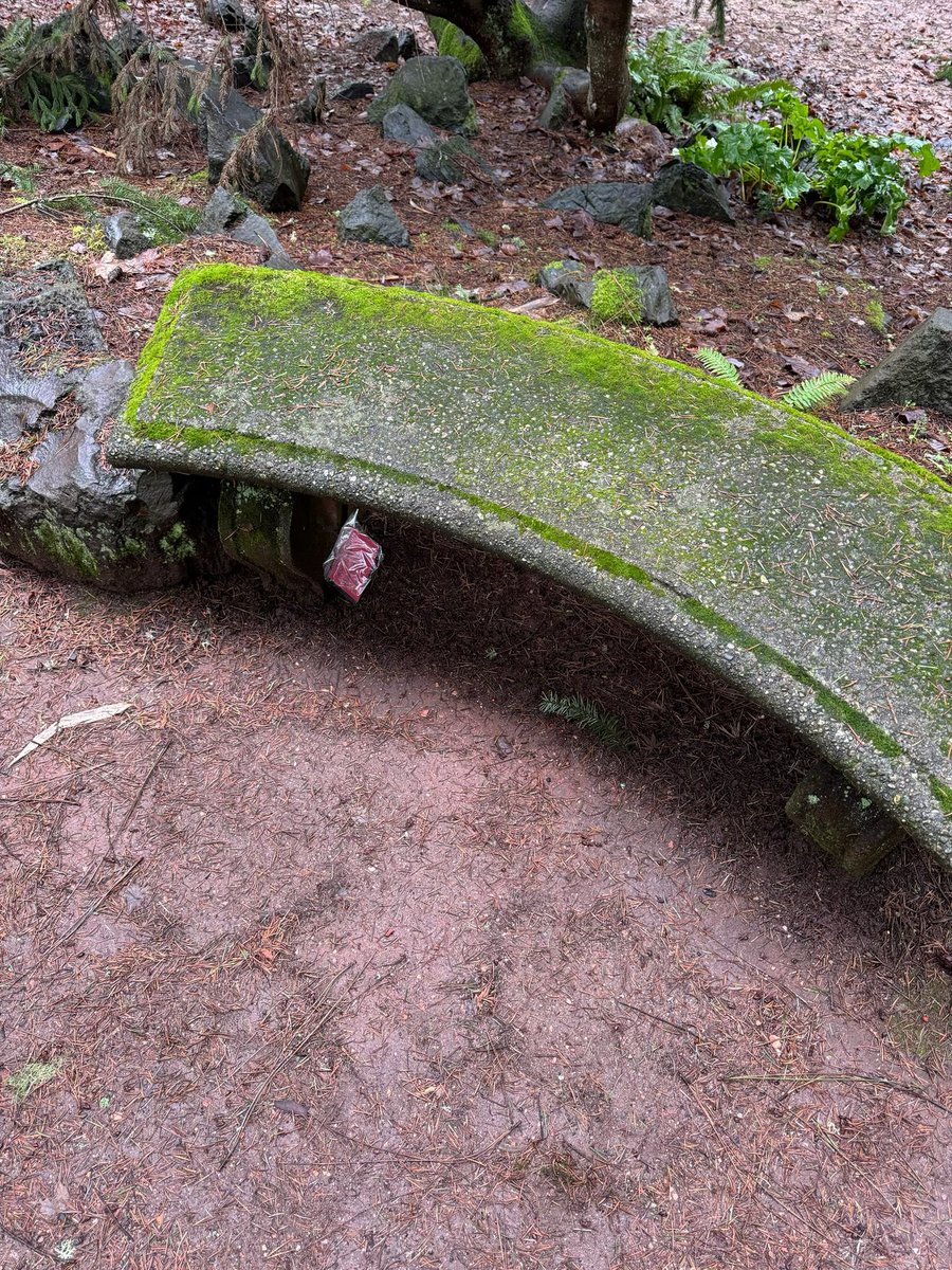 duttonmonkeys's tweet image. the baby monkeys wanted to stop and have a seat to take in the scenery #monkeyshines2024