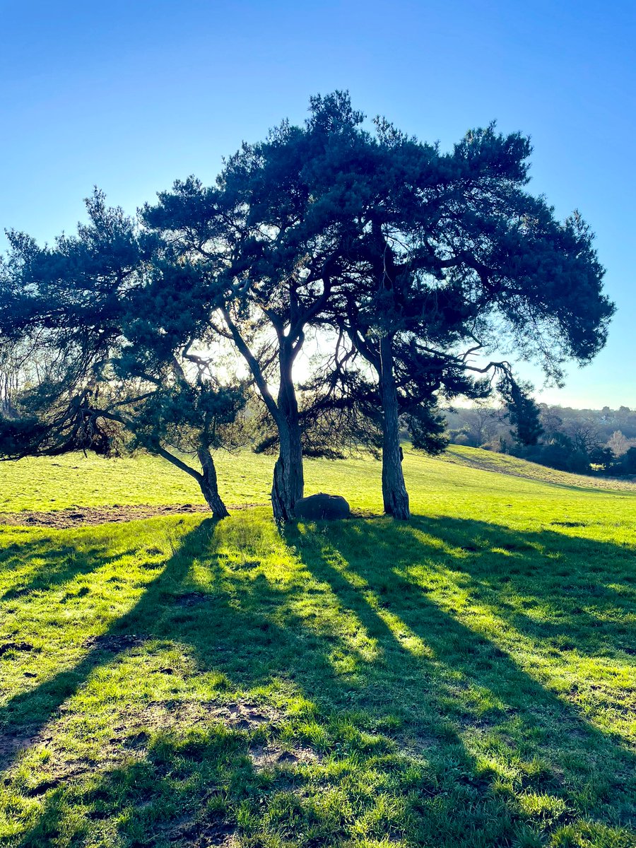 Beautiful walk around Frenchay today. The trees represent the 5 children of the Tuckett family. The pennant stone marks the grave of their pony, Tom Tit. #Frenchay #SouthGlos