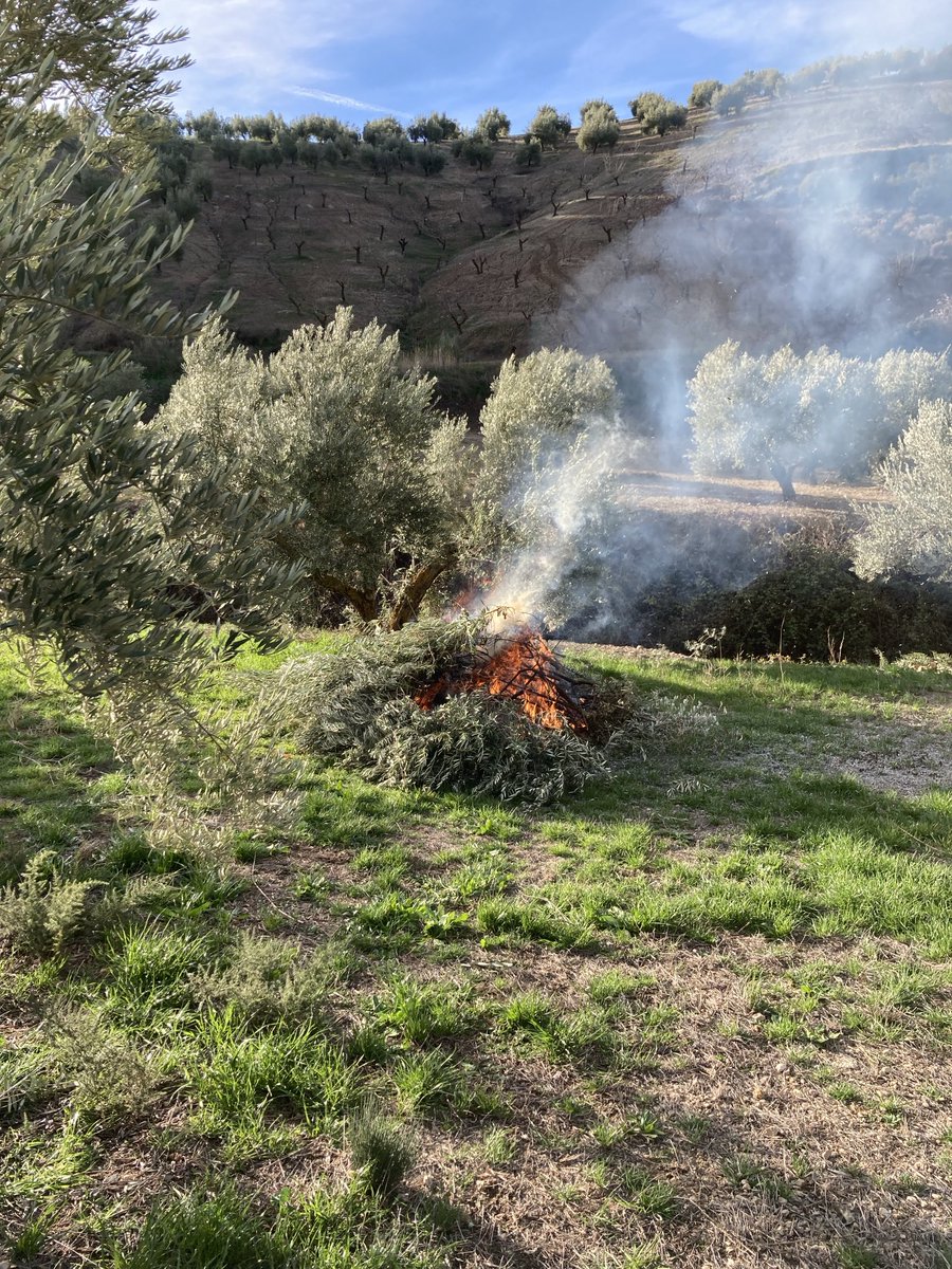 Comenzamos la poda y debido a la pendiente del terreno estamos obligados a hacerlo con el método tradicional quemando ⁦<a href="/CuadernoAgrario/">Cuaderno Agrario</a>⁩ ⁦<a href="/agro_periodista/">Agroperiodista</a>⁩