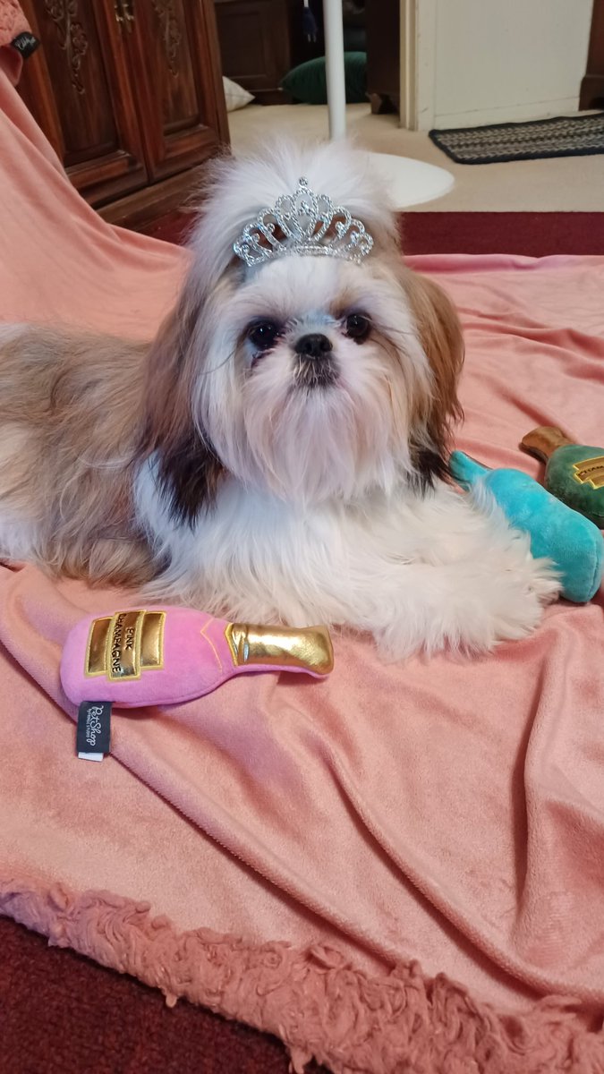 HeatherDodd6's tweet photo. Happy 1st birthday Mailyn π Mommy & Unc Don love you very much β€οΈ #ZSHQ #ZSPAWTY #birthdaygirl #PRINCESS #Birthday #BirthdayWishes #BirthdayVibes #shihtzu #puppylove https://t.co/XfkZbbBCRR