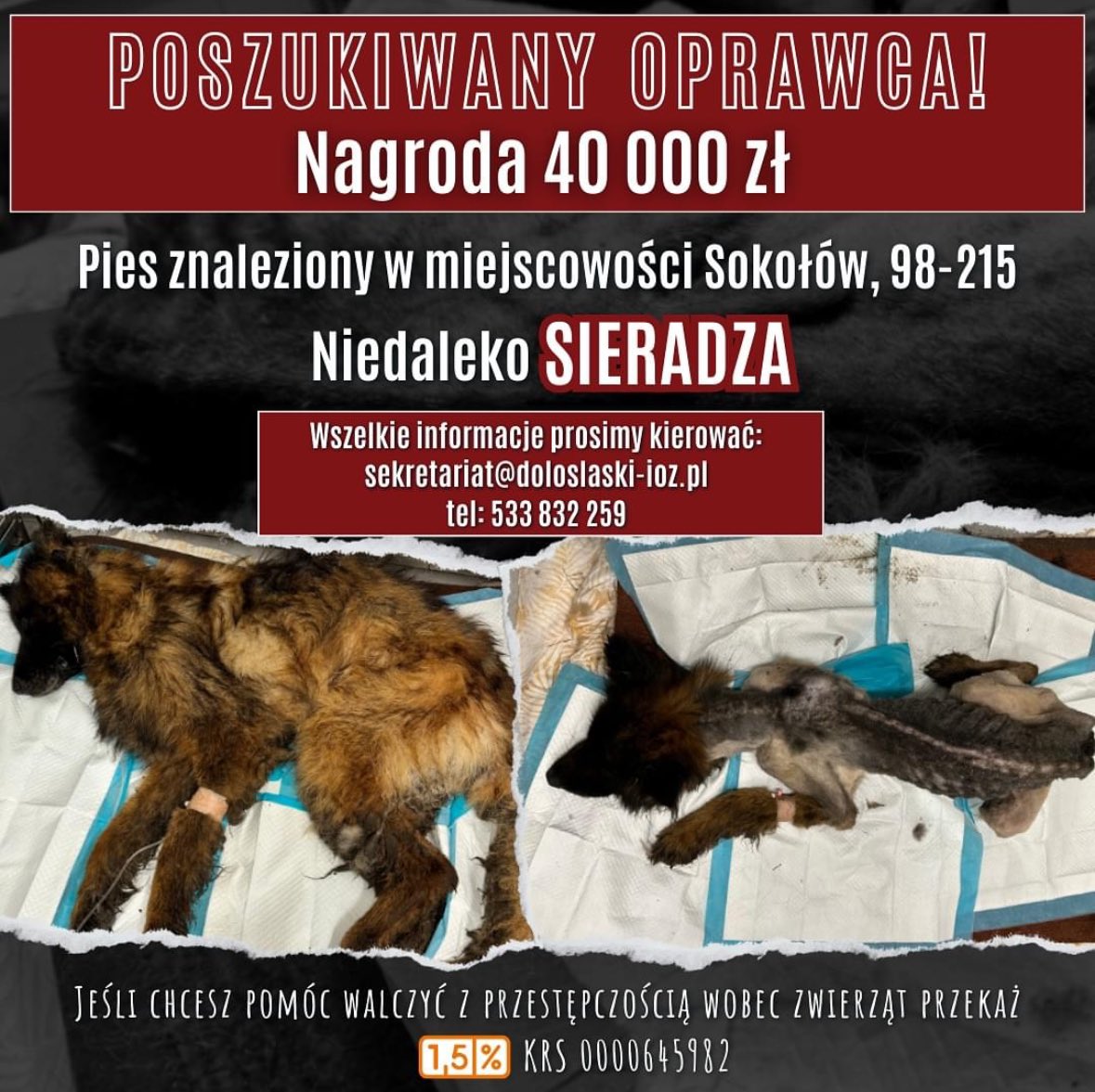 DIOZ wyznaczył 40 tys. zł nagrody dla osoby, która przyczyni się do zidentyfikowania i zatrzymania oprawcy, który znęcał się nad psem.

- Tragedia w okolicy Sieradza. Znaleziono psa, który jest ewidentną ofiarą skrajnego znęcania się. Niestety, Kostek nie przeżył - po dobie