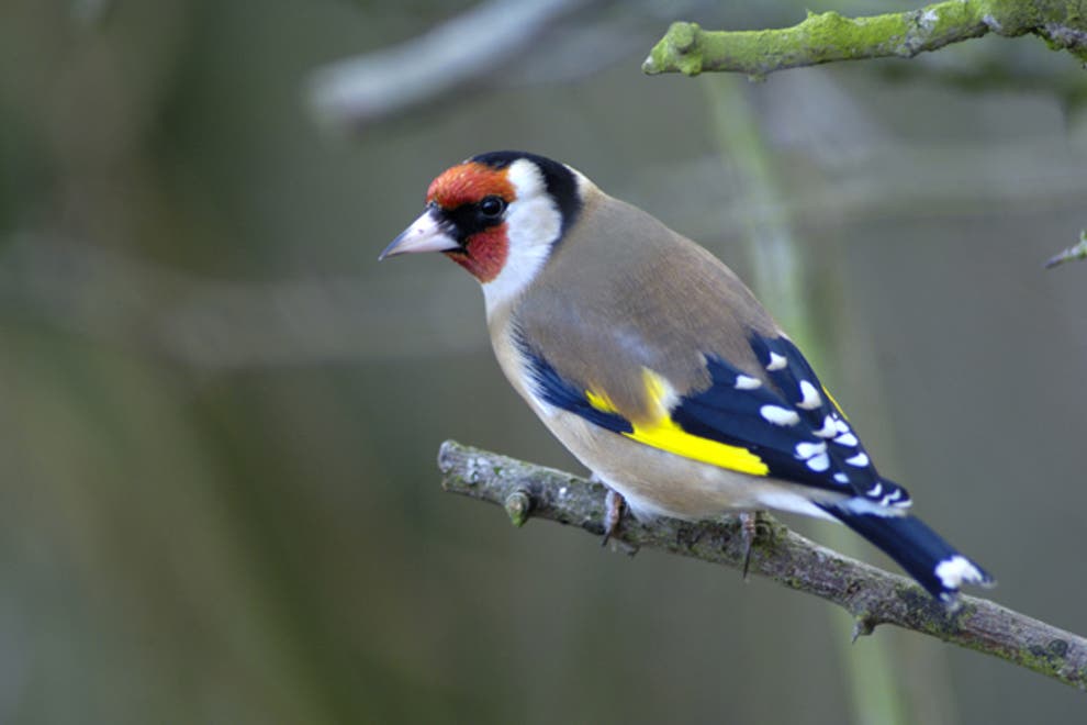 On the Big Garden Birdwatch 2024, we spotted a charm of goldfinches, a great spotted woodpecker, great tits, blue tits, robins, two magpies, a blackbird, a song thrush, a dunnock, ring-necked parakeets and the ubiquitous pigeons #biggardenbirdwatch #wildlondon