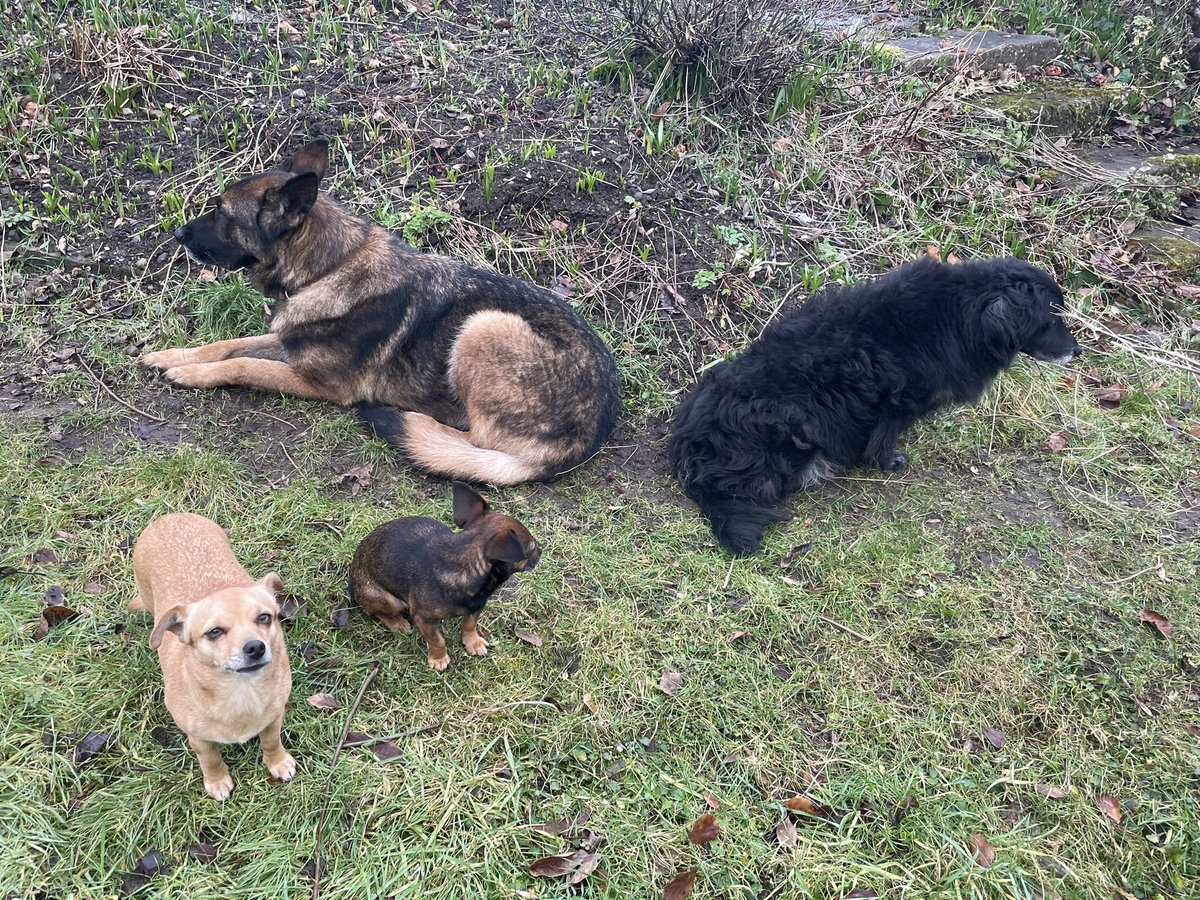 Inca • Worlds Smallest Sheepdog tweet media