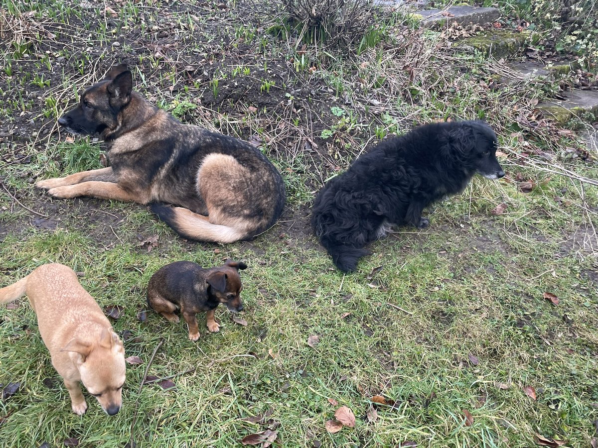 Inca • Worlds Smallest Sheepdog tweet media