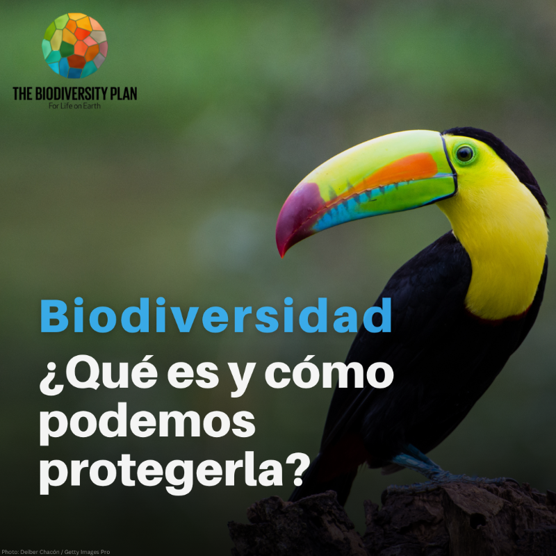 unep_espanol's tweet photo. Desde las bacterias más diminutas hasta los ecosistemas más imponentes.

La biodiversidad es un salvavidas para todo ser vivo, ya que proporciona elementos esenciales como alimentos, agua y medicamentos.

Y es una defensa natural contra el cambio climático.

#BiodiversityPlan ⤵️