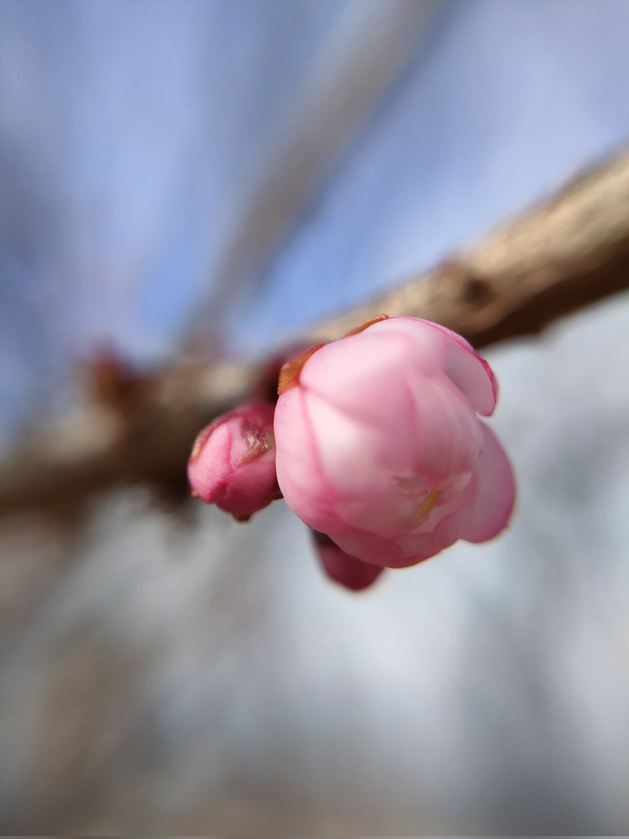 sa71to's tweet image. ♫
あぁ
あなたに
恋心
ぬすまれて♪

#シルエット・ロマンス
#来生えつこ

作曲 : 来生たかお
   歌  : 大橋純子

 (ॢ˘⌣˘ ॢ) ⋰⋱⋰❤︎ ﾖﾛｼｸｵﾈｶﾞｲｼﾏｽ
𐀑