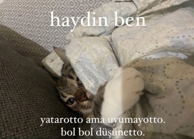 Out Of Context Animals (@cntxtanimai) on Twitter photo 