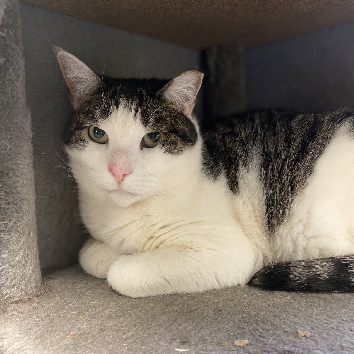Handsome Bert is about seven years old and looking for a new home. He’s a quiet guy who is easygoing and laidback. Bert is currently in our community room with several other cats. He keeps to himself and would like a low-traffic home. 

📍 Blackwood, NJ

#sheltercat #adopt #cat