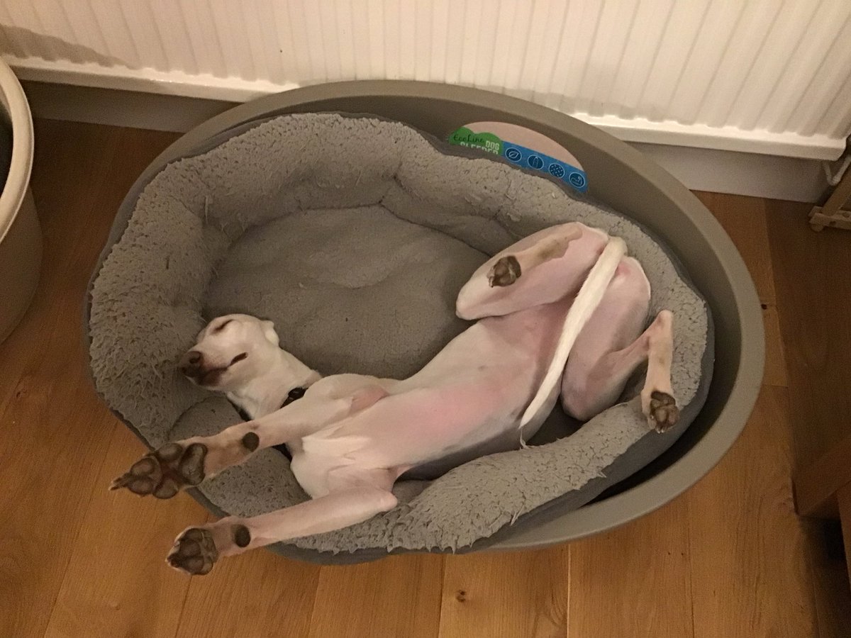 When you’ve run yourself silly in the field, playing with your ball and any other doggy pals there, had your dinner (and some of Hoodad’s) what else is there to do but lounge alluringly in your basket…
#WhippetLife
#HoundsOfTwitter