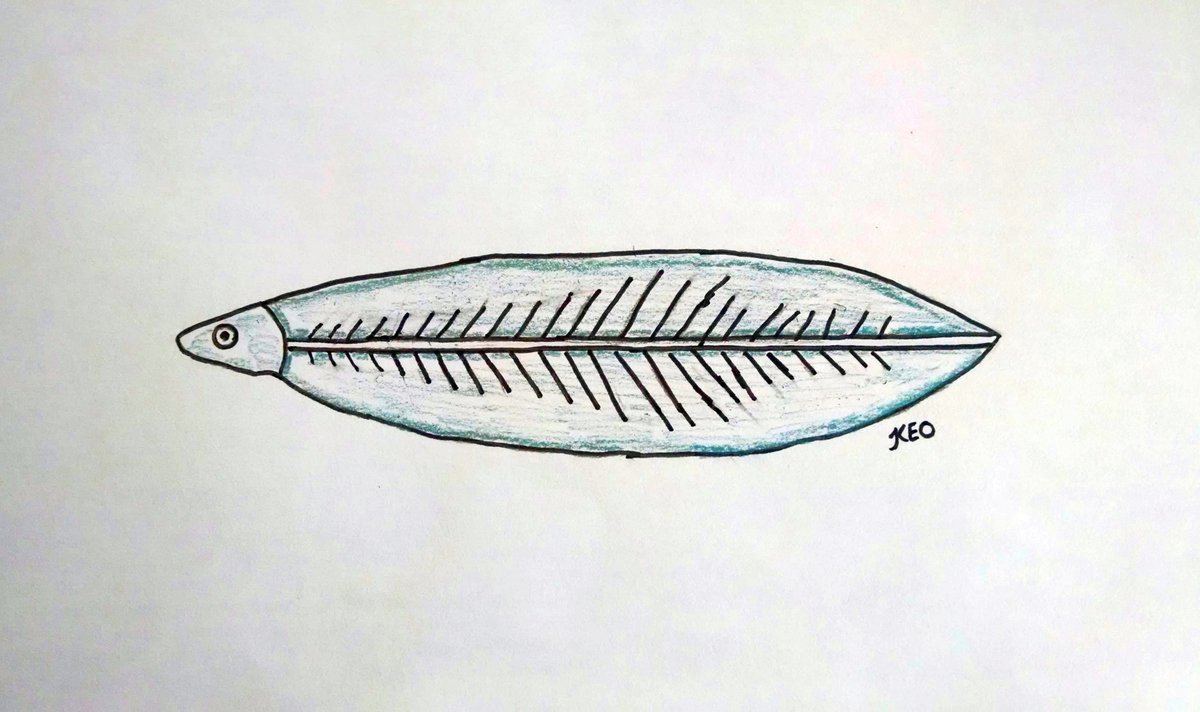 See-through fish? More like sea-through!

Many species of eels have a flat, transparent larval stage called leptocephalus during which they're basically just going with the flow - they drift along on ocean currents away from their birthplace in the Sargasso Sea #SundayFishSketch