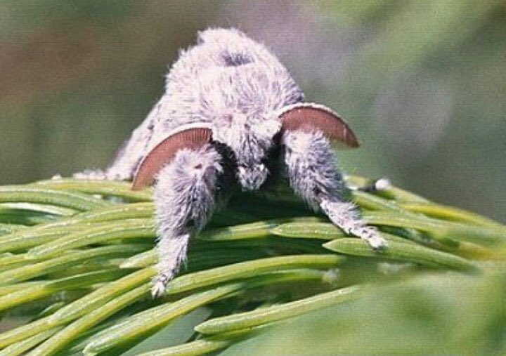 moths_daily's tweet image. These are all puppys to me, btw