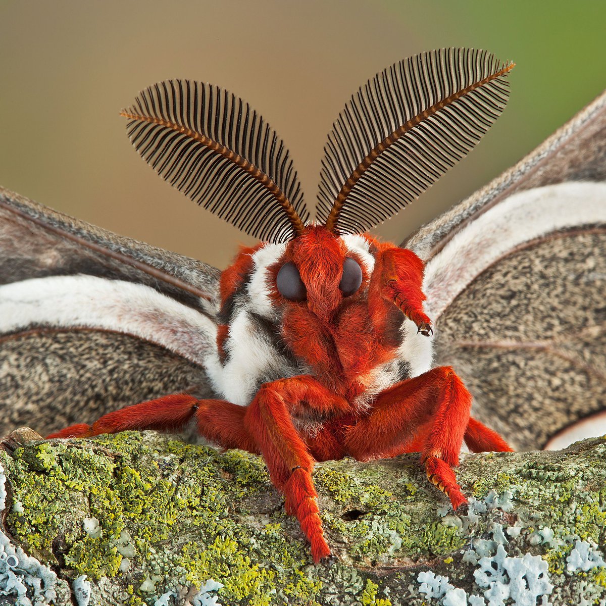 moths_daily's tweet image. These are all puppys to me, btw