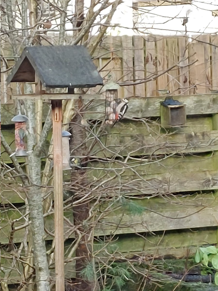 AlisonMatheson's tweet photo. @Natures_Voice Some exciting visitors in my garden for #BigGardenBirdWatch sorry about the photo quality! 😍 Well done to everyone who took part 🐦🐦‍⬛ https://t.co/ftp5uCl6Hr