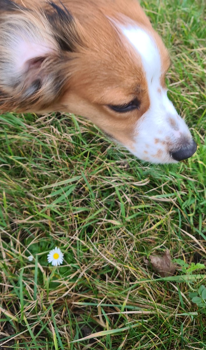fnks35's tweet photo. #AlphabetChallenge
#WeekD
D is for Dog with Daisy https://t.co/mopmysm49x