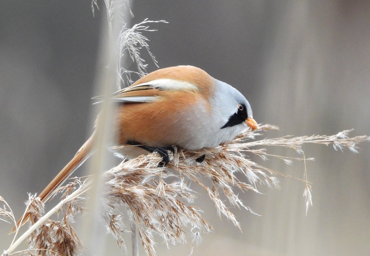 Zimowe Ptakoliczenie na Szczęśliwicach: 
🦆frekwencja ok. 40 osób 
🦆35 gatunków (właściwie 33+2 oznaczone do rodzaju) - rekord rekordów! 
🦆para wąsatek - rzadkość i do tego 2 metry od nas
fot. F. Hayatli i A. Paszkowska