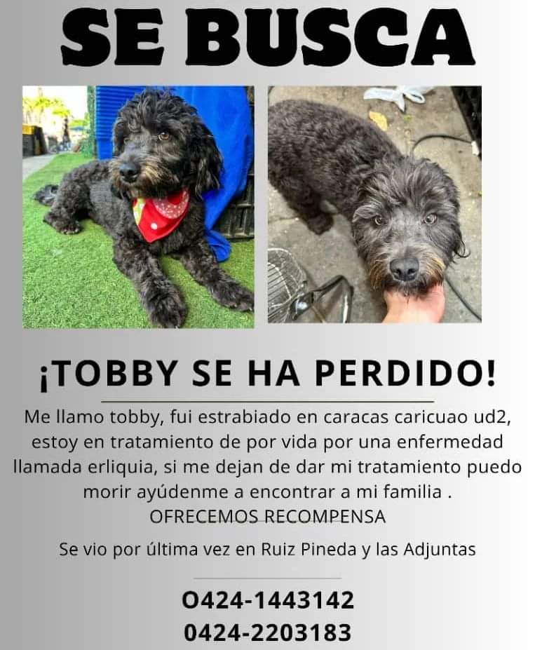 PerroUsuario Wof '•' tweet media