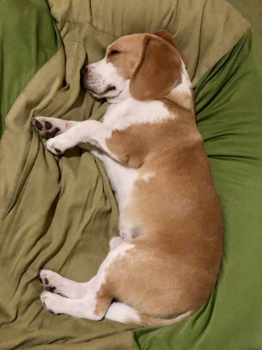 生後6ヶ月（右）から現在まで変わらぬスタイルを保っている赤ちゃん体型の紋次郎。

#犬 #ビーグル #レモンビーグル #かわいい #ビーグルのいる暮らし #多頭飼い #函館 #北海道  #dog #beagle #beagles #lemonbeagle #beaglelife #beaglelove #doggylife #doggylove #hakodate #hokkaido