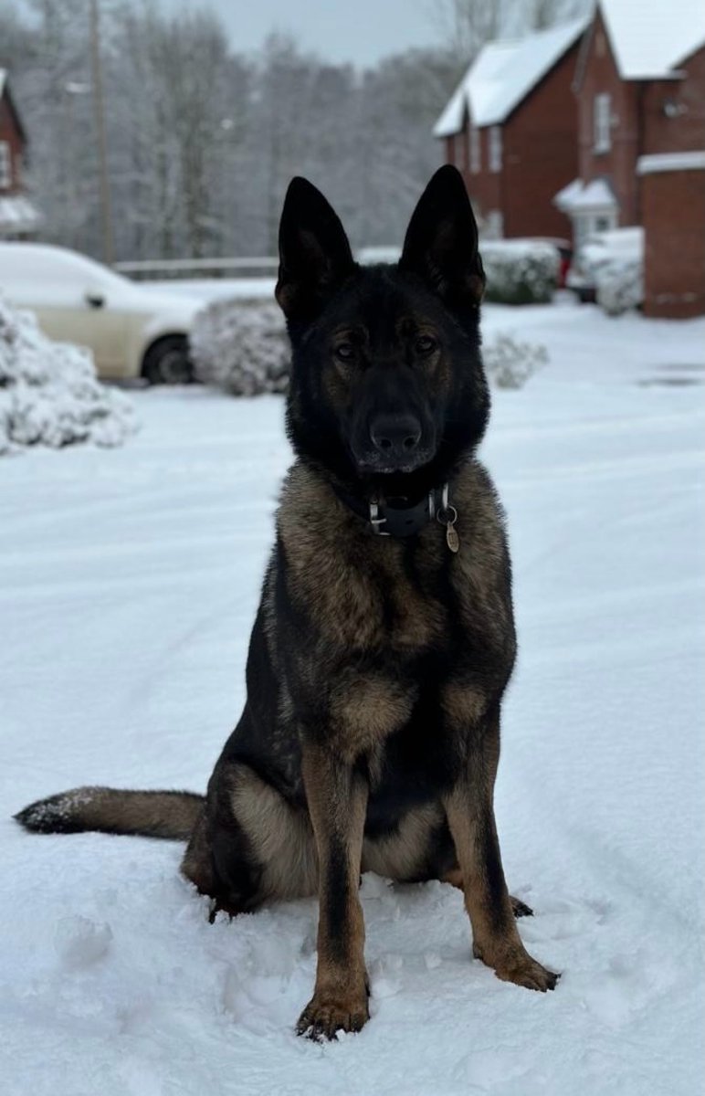 Earlier today we received reports of males having been seen with weapons in a #BelleVale park. PD Wish attended the area when a male on a pedal cycle made off on sighting her. Wish deployed from the vehicle detaining the male who was found to be in possession of drugs. 👏🏻