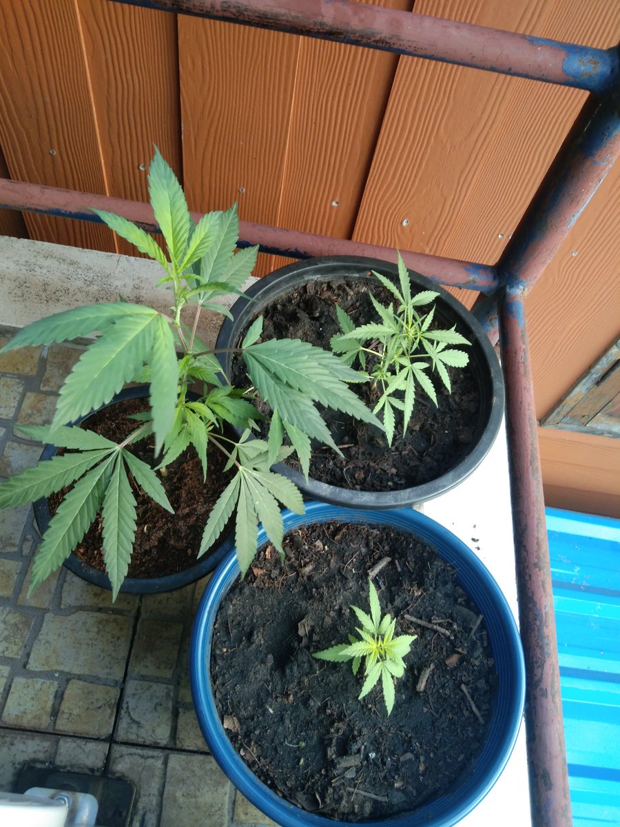 OutbackAnd's tweet image. Was seeing my main guy in Thailand about some buds and while showing me his grow operation he gave me the bigger plant in photo. Thai are always super generous 🇹🇭🙏