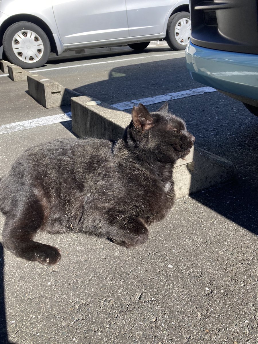 mearo11's tweet photo. 市内M医院の駐車場でかわいい黒猫ちゃんに遭遇。
とて���人懐っこくてかえって心配。
よく太っていて元気そうなので野良ではないなと見ていたら、耳に桜カットが。
地域猫なのね。
駐車場は日たりが良くて暖かいから来ているのかしら。
持っていたチュールをサービスしました。
#豊橋　#地域猫　#黒猫 https://t.co/f1nqzx6G04