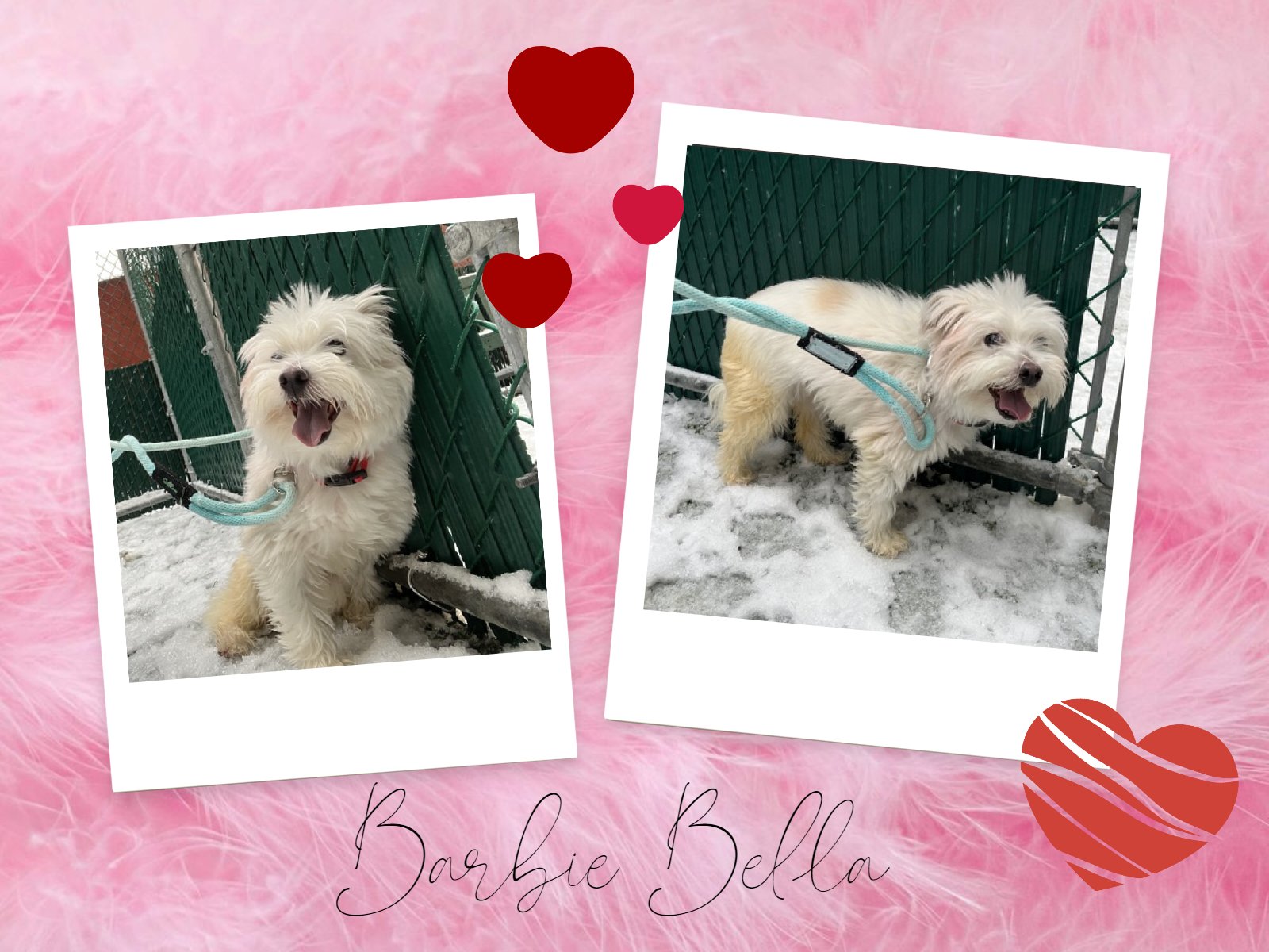 Barbi bella 2025