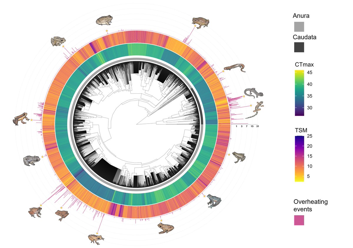 How vulnerable are amphibians to global warming? 🐸🌡️ In this new preprint @ecoevorxiv, we aimed to answer this question at truly global scales 🌍 doi.org/10.32942/X2T02T A thread 🧵(1/27)