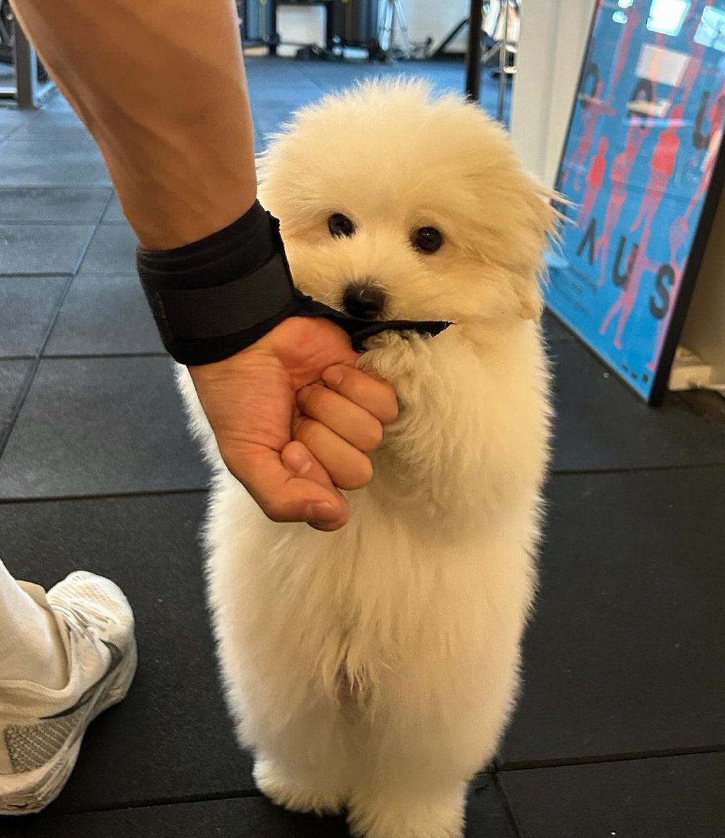 imagine__Drama's tweet photo. 변요한이 다니는 복싱장 주인장 강아지임….. https://t.co/JvPeDmfpVm